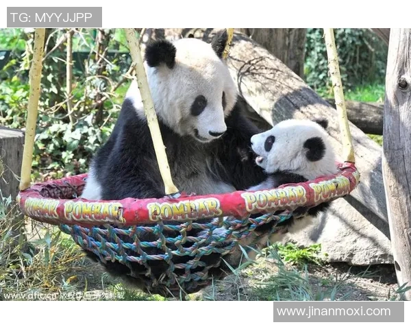 足球球星亲密接触熊猫瞬间展现独特魅力与温情互动